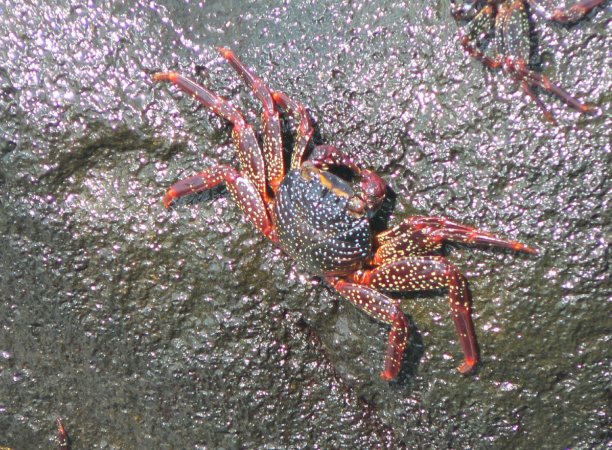104- Crabe tachete 